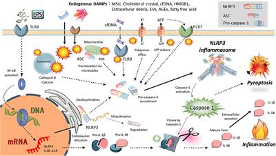 Role of the NLRP3 Inflammasome in Preeclampsia